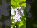 Abelha na flor. 🐝🌸🎶❤🥰