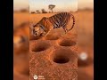 This Warthog Said “NOT TODAY” and Started Hole-Hopping from a Tiger 😂#wildlife #shorts