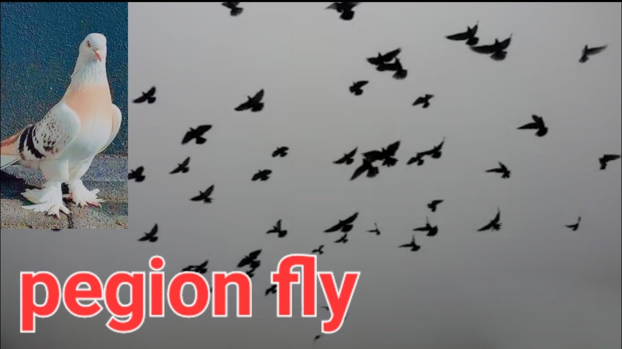 Pegion fly vedio#pigeon