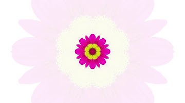 Adobe After Effects I Flower Animation