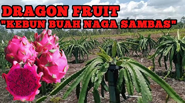 DRAGON FRUIT!! KEBUN BUAH NAGA JAWAI, KOMODITAS UNGGULAN KABUPATEN SAMBAS ‼️