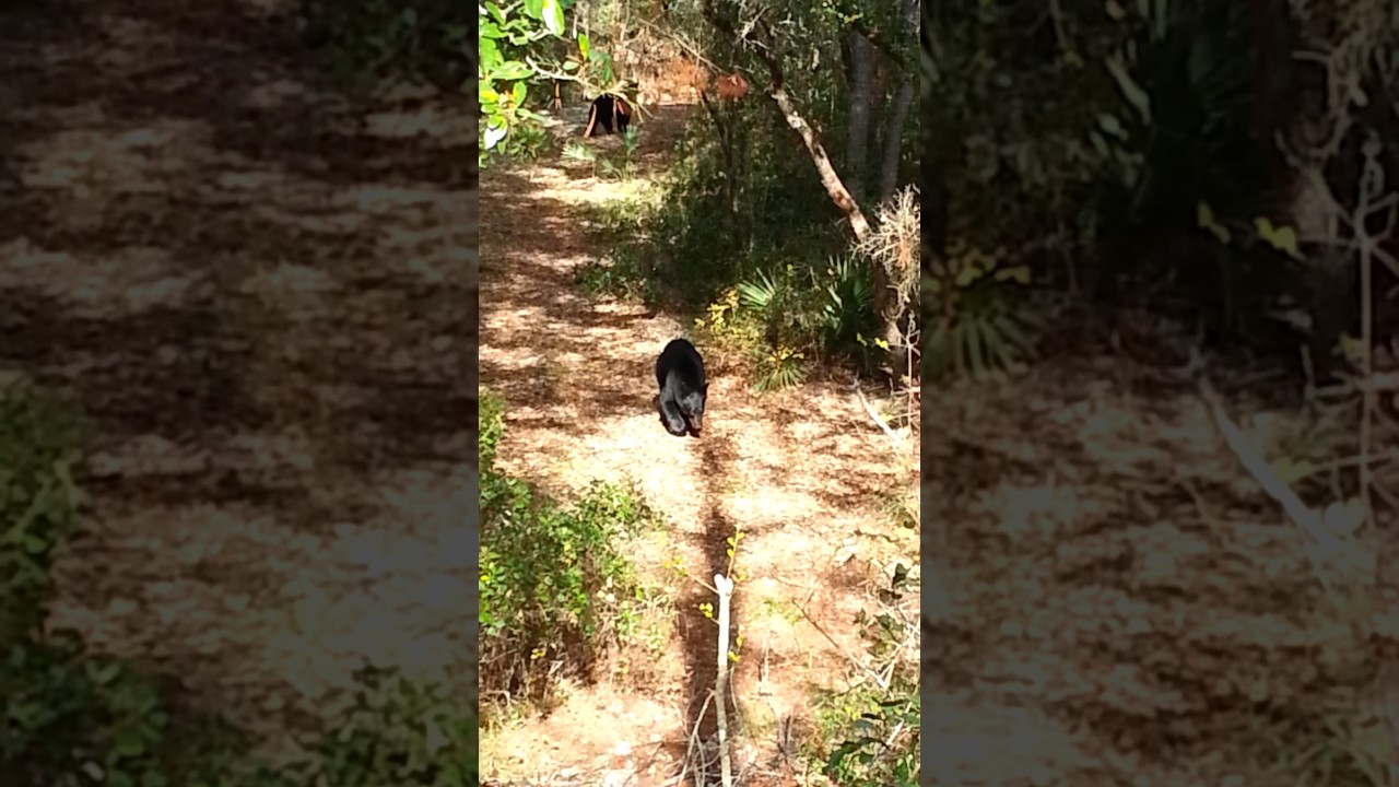 Hog Valley Florida bears ruins hunt! YouTube