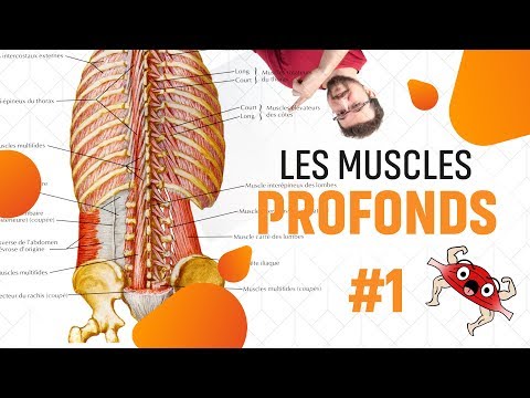 Vidéo: Muscles Du Dos - Structure, Fonction, Causes De La Douleur, Renforcement