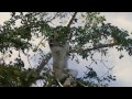 The Selfish Ape: The Tribe of Suit (part 1)