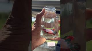Plakat Betta fish Available
