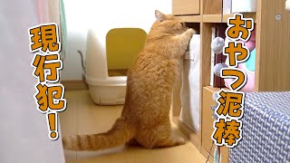 飼い主の目の前で大胆におやつを盗もうとする食いしん坊猫