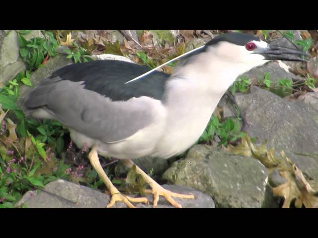 Black-crowned Night Heron:  Dude ... and Predator--NARRATED class=