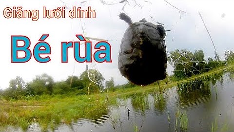 Lần đầu tiên giăng lưới dính rùa | săn bắt câu lưới | Trọng Nghĩa Vlog #luoica