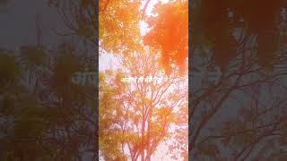 Natural Beauty ! Tree ! Fresh Air ! Pollution Free Environment !