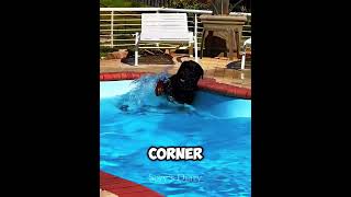 This Dog Couldn’t Resist the Pool🐶💦 #usa #dog