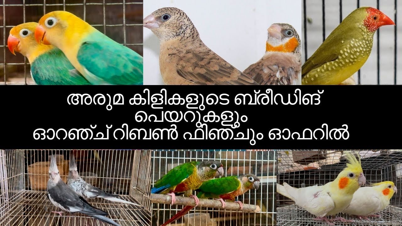 അരുമ കിളികളുടെ ബ്രീഡിങ് പെയറുകളും ഓറഞ്ച് റിബൺ ഫിഞ്ചും ഓഫറിൽ  