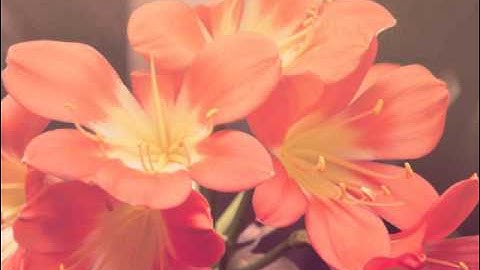 سورة البلد للقارئ سنان