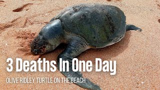 Dead Olive Ridley Turtle On The Beach [ Animals, Nature, Ocean, Moana, Documentary, море ] CHIKA BOY