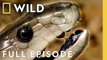 In Cold Blood (Full Episode) | World