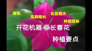 想要爆花就种这种花 开花机器 长春花种植要点 Youtube