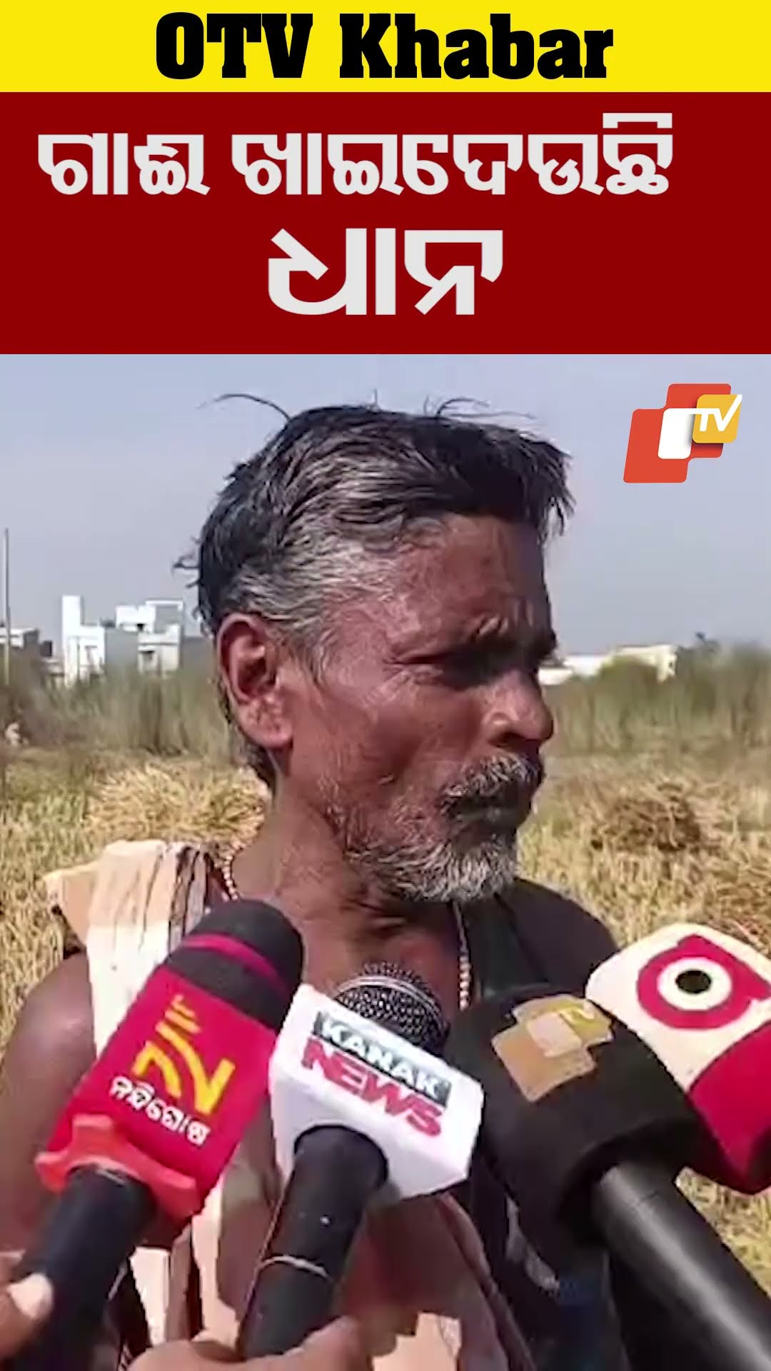 ଗାଈ ଖାଇଦେଉଛି ଧାନ