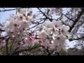大阪市立長居植物園 (Nagai Botanical Garden) の動画、YouTube動画。
