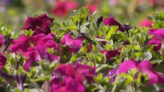 City of Denver planting more than 200 000 flowers in city parks and flowerbeds