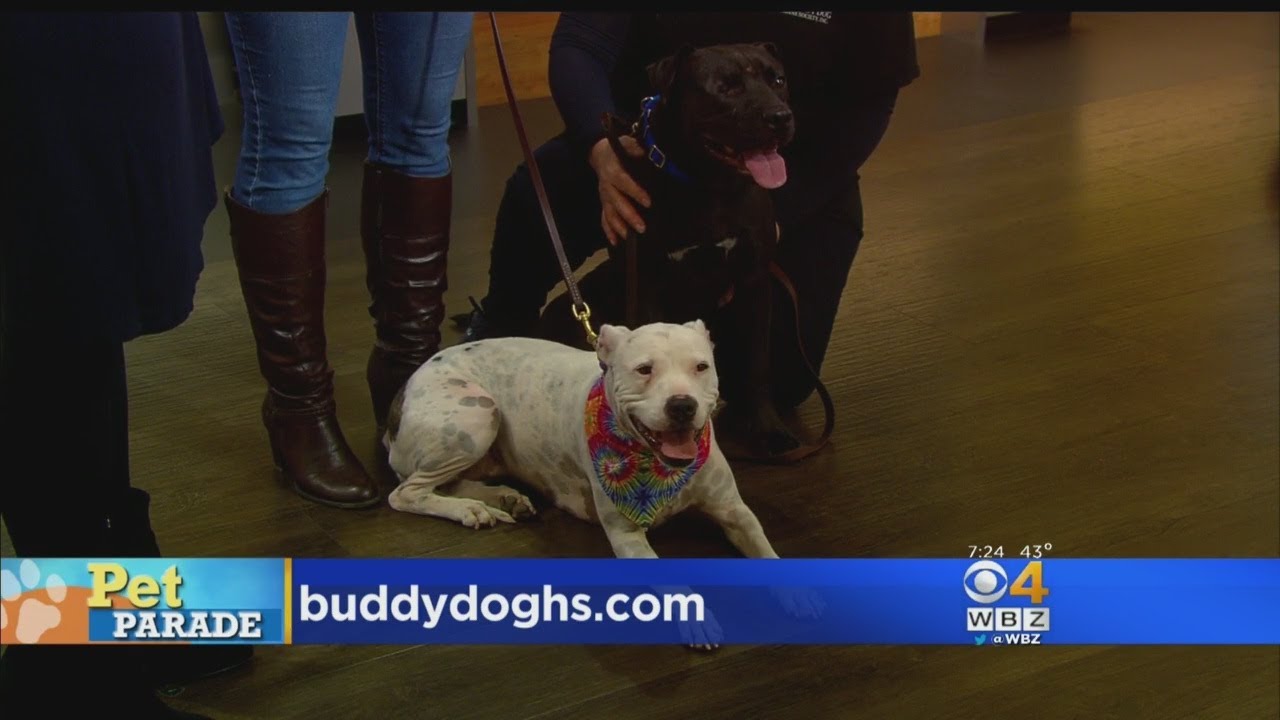 Pet Parade: Special Pair Of Pups From Buddy Dog Humane Society - YouTube