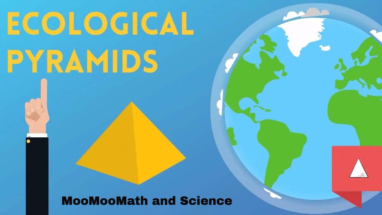 Ecological Pyramid | Environmental Science |