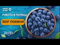 Збір лохини (борувки) - Робота в Польщі 📢 Безкоштовні Вакансії по Польщі Open Work