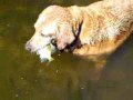 Dog Catches Fish - Amazing