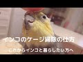 インコのケージ掃除の仕方