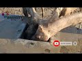 Camels of desert  camels drinking water  diversity of thar