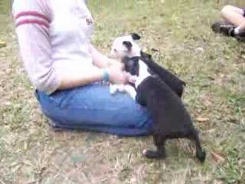 Abby and Big Beau's Puppies Dec 2007.