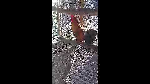 Qaib qus phaum ob zoo nkauj qua zoo heev