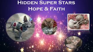 Programs 2023: Hidden Super Stars by PurebredsPlusCat 64 views 4 months ago 6 minutes, 5 seconds