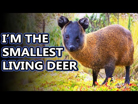 Video: Pudu deer: photo, description, habitat