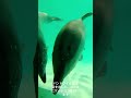 閉館後のイルカの様子… #おたる水族館 #バンドウイルカ #右がレンカ、左がメリー