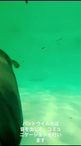 閉館後のイルカの様子… #おたる水族館 #バンドウイルカ #右がレンカ、左がメリー