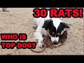 Mink and Dogs DESTROY 30 RATS!!!