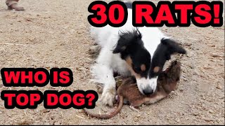 Mink and Dogs DESTROY 30 RATS!!! by Joseph Carter the Mink Man 69,530 views 3 months ago 13 minutes, 45 seconds