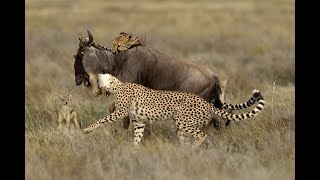 Awesome Cheetahs Coalition Attack | Cheetahs Hunting in Groups Compilation