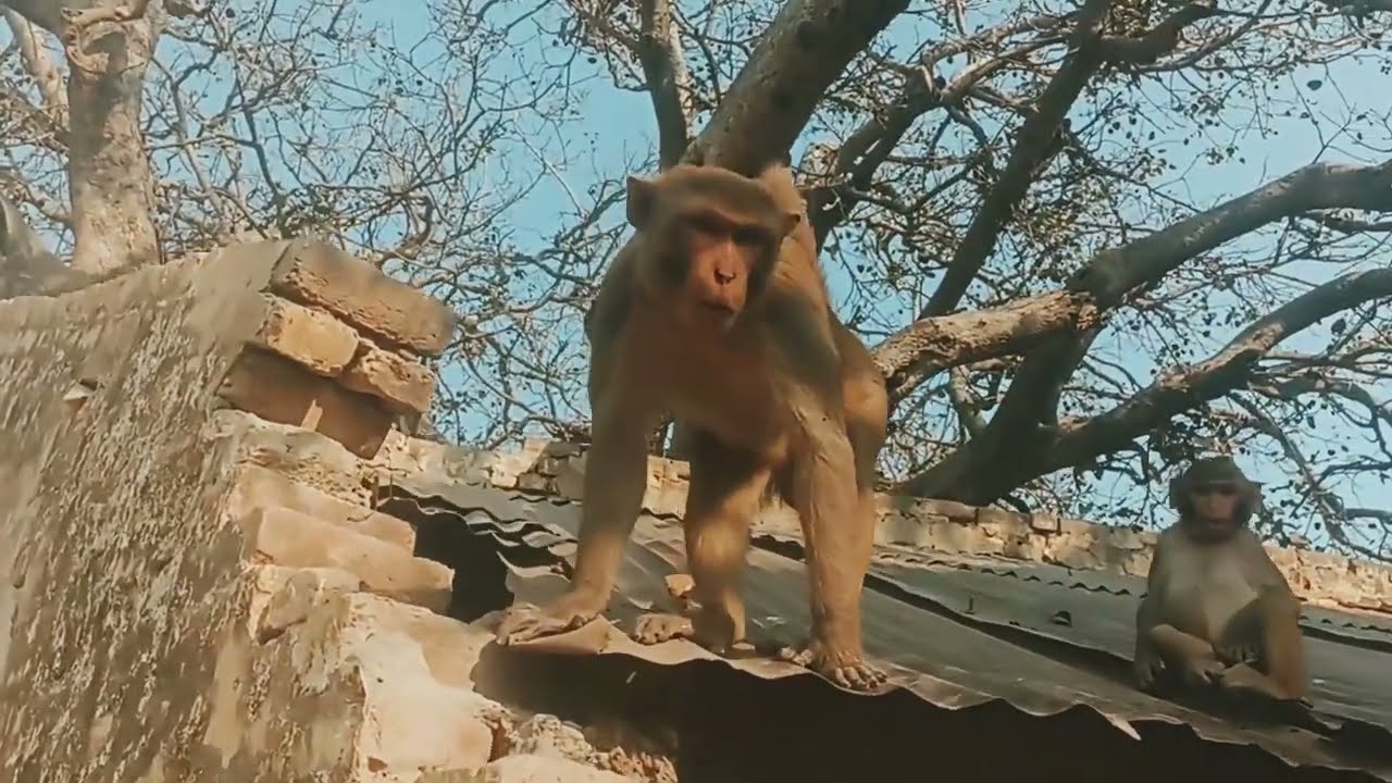 बंदरों ने किया हंगामा 🌴🐒🌌 #blog #monkeyvideo #monkey 