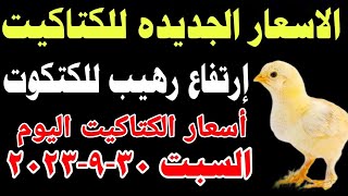 اسعار الكتاكيت البيضاء اليوم/ سعر الكتكوت الأبيض اليوم السبت 30-9-2023 في مصر