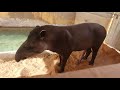 Tapir S Penis Crazy Creatures