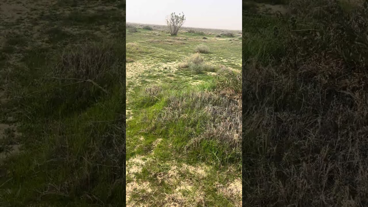 طلعتي إلى روضة نوره اليوم الجمعه ٤ / ٨ / ١٤٤٧ هـ الموافق ٢٣ / ١ / ٢٠٢٦ م