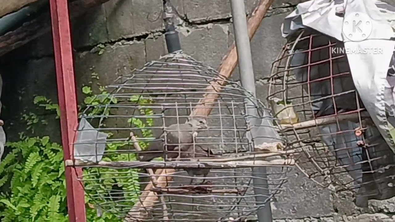 Colored red neck dove