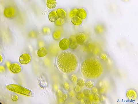 Одноклеточные водоросли // Unicellular algae