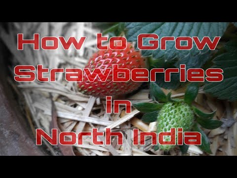 how-to-grow-strawberries-in-north-india-in-pots-|-short-tutorial-|