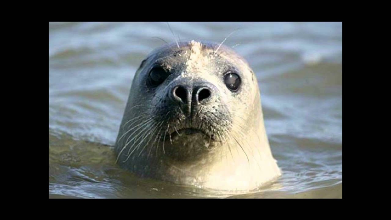 Seal - Future Love Paradise (Happy Hardcore Remix) - YouTube