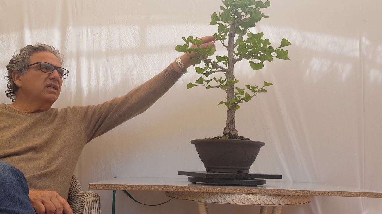 Gingko biloba como bonsai