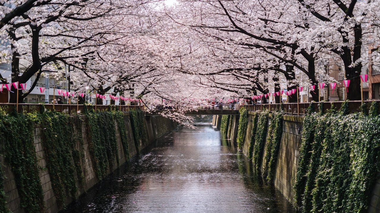 Cherry Blossom in Seoul 2021 - Short Virtual Tour