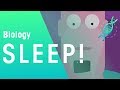 Sleep  health  biology  fuseschool