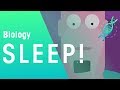 Understanding the Importance of Sleep
