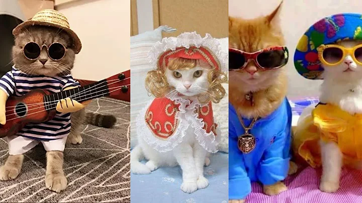 Video 7883031: best cute baby cat, best funny baby cat